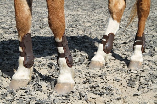 Zadné chrániče pre koňa Percy air | ProHorse.sk