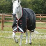 Buster-Hardy-100-Turnout-Rug-Black-1_1600x