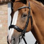 SS19-Abriano-Anatomic-Double-Bridle-with-Crank-Noseband-Main-Image-Catalogue