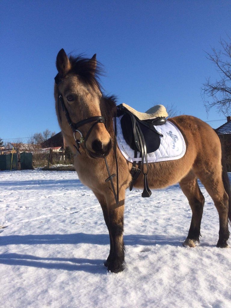 Tatiana a Taris | ProHorse.sk Tatiana a Taris | ProHorse.sk