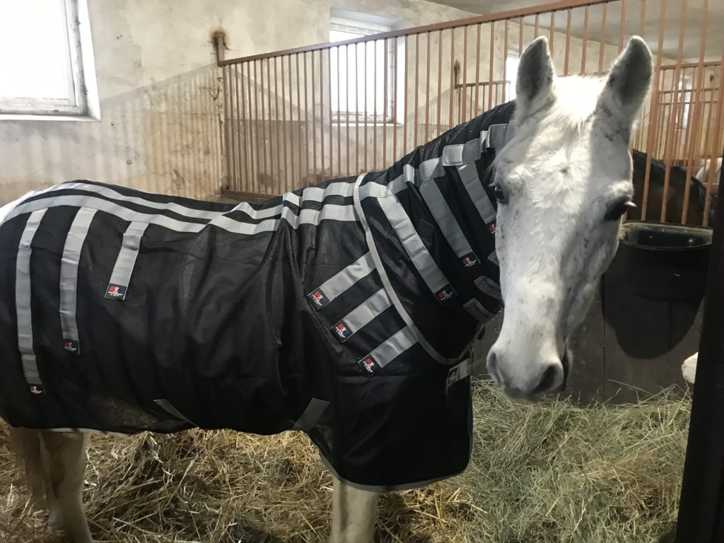 Hugo a Hoffer | ProHorse.sk Hugo a Hoffer | ProHorse.sk