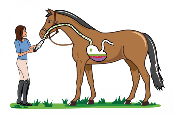 Pasta na upokojenie vášho koňa s horčíkom Calmrelax | ProHorse.sk