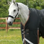 Titan-300-Turnout-Rug-Black-2_1600x
