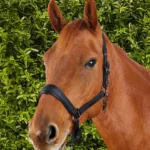 duco-head-collar-with-lead-rope-Black-2-428717_1600x