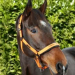 duco-head-collar-with-lead-rope-Orange-2-567389_1600x