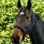 duco-head-collar-with-lead-rope-grape-2-378974_1600x