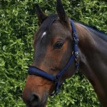 duco-head-collar-with-lead-rope-navy-2_1600x