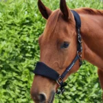 necto-head-collar-with-lead-rope-black-2-594978_1600x