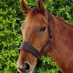 necto-head-collar-with-lead-rope-brown-2_1600x