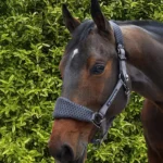 necto-head-collar-with-lead-rope-grey-2-923374_1600x