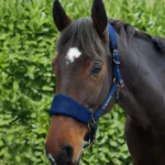 necto-head-collar-with-lead-rope-navy-2_1600x