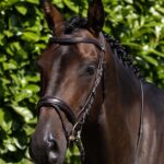 Cassano-Bridle-Brown-1_5efe8381-1a6b-441b-800b-fd10005a1527_2048x