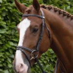 Raised-Jumping-Bridle-Dark-Havana-1_2048x